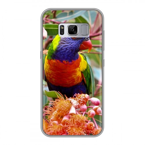 Дизайнерский силиконовый чехол для Samsung Galaxy S8 Plus Попугаи