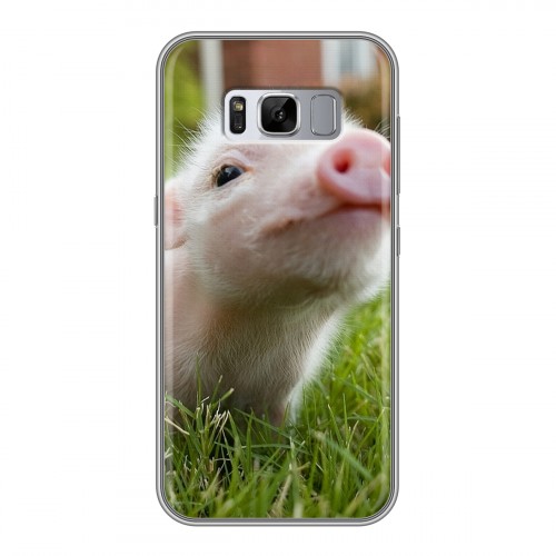 Дизайнерский силиконовый чехол для Samsung Galaxy S8 Plus Свинки