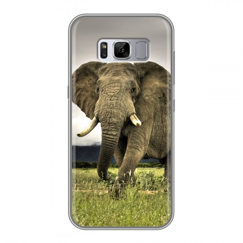 Дизайнерский силиконовый чехол для Samsung Galaxy S8 Plus Слоны