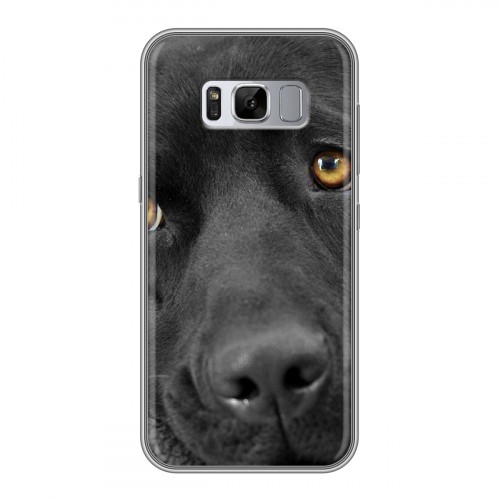 Дизайнерский силиконовый чехол для Samsung Galaxy S8 Plus Собаки